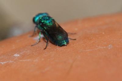  Trichrysis cyanea (Linnaeus, 1758)