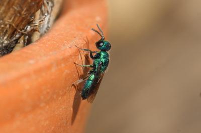  Trichrysis cyanea (Linnaeus, 1758)
