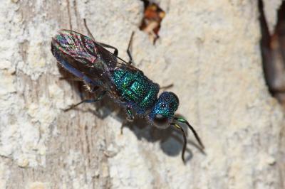 Trichrysis cyanea (Linnaeus, 1758)