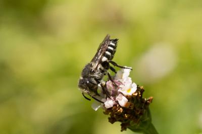  Coelioxys Latreille, 1809