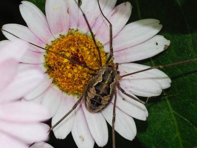  Phalangium opilio Linnaeus, 1758
