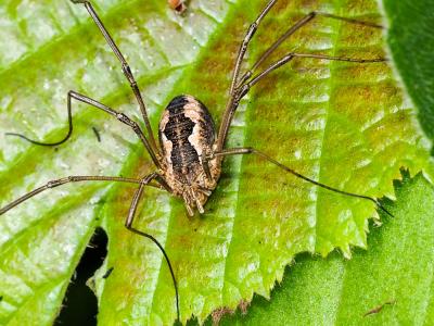  Phalangium opilio Linnaeus, 1758