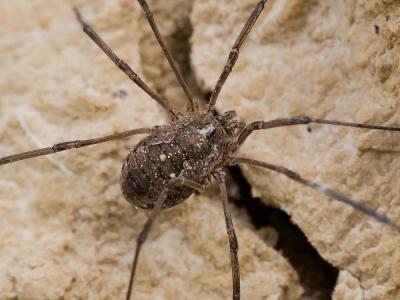  Phalangium opilio Linnaeus, 1758