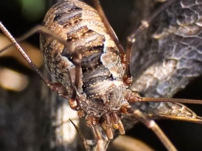  Phalangium opilio Linnaeus, 1758