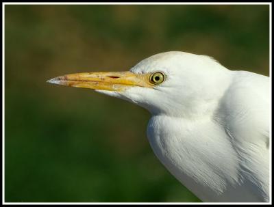 Héron garde-boeufs Bubulcus ibis (Linnaeus, 1758)