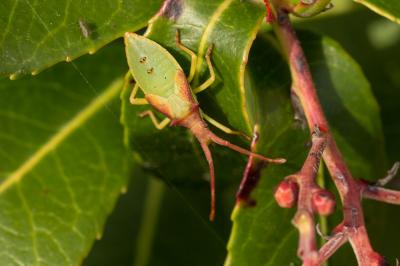 Gonocerus insidiator (Fabricius, 1787)