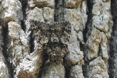 Promise (La) Catocala promissa (Denis & Schiffermüller, 1775)