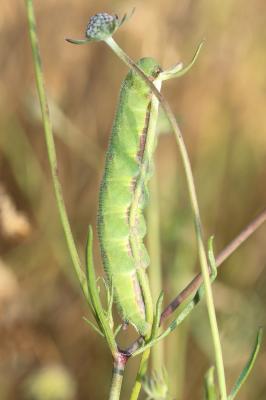 Sphinx gazé (Le), Sphinx du Chèvrefeuille (Le) Hemaris fuciformis (Linnaeus, 1758)