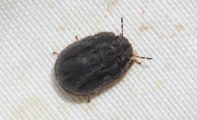  Odontoscelis lineola Rambur, 1839