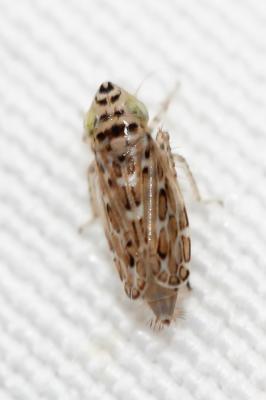  Adarrus exornatus Ribaut, 1952
