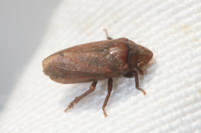  Tettigometra impressopunctata Dufour, 1846