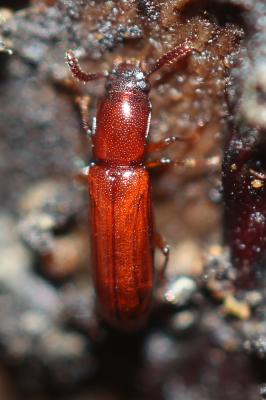  Corticeus unicolor Piller & Mitterpacher, 1783