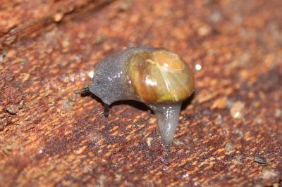 Semilimace des plaines Phenacolimax major (A. Férussac, 1807)