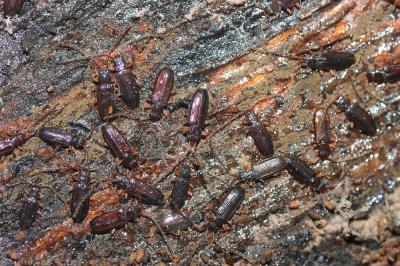 Uléiote plat Uleiota planatus (Linnaeus, 1760)