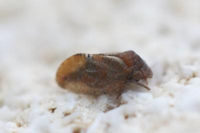  Euphyllura phillyreae Foerster, 1848