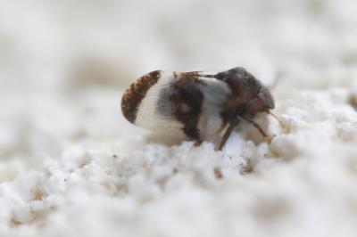  Euphyllura phillyreae Foerster, 1848