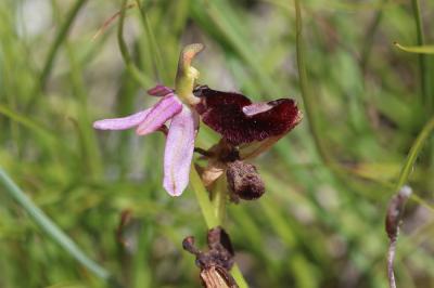 Ophrys du groupe bertolonii, Ophrys de la Drôme Ophrys saratoi E.G.Camus, 1893