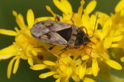  Trapezonotus ullrichi (Fieber, 1837)