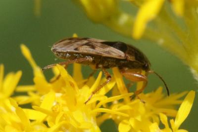  Trapezonotus ullrichi (Fieber, 1837)