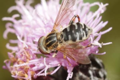  Anasimyia lineata (Fabricius, 1787)