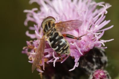  Anasimyia lineata (Fabricius, 1787)