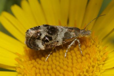  Tebenna micalis (Mann, 1857)