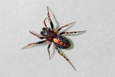  Cercidia prominens (Westring, 1851)