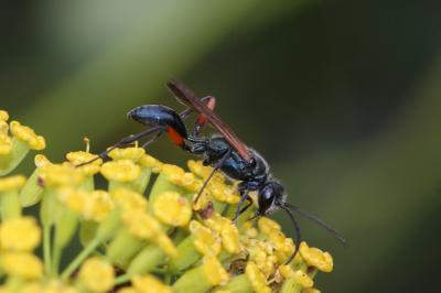  Chalybion femoratum (Fabricius, 1781)