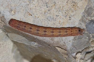 Xyline provençale (La) Mniotype solieri (Boisduval, 1829)