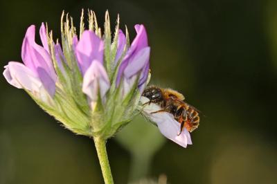  Osmia aurulenta (Panzer, 1799)
