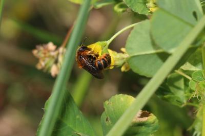  Osmia rufohirta Latreille, 1811