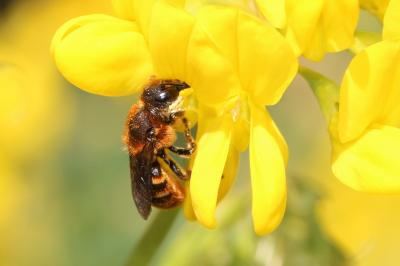  Osmia rufohirta Latreille, 1811
