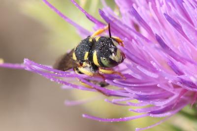  Pseudoanthidium scapulare (Latreille, 1809)