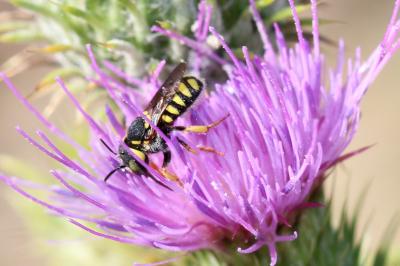  Pseudoanthidium scapulare (Latreille, 1809)