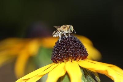  Megachile Latreille, 1802