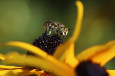  Megachile Latreille, 1802