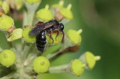  Tiphia femorata Fabricius, 1775