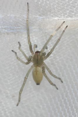  Cheiracanthium C. L. Koch, 1839