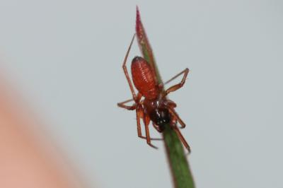 Érigone cul-noir Ostearius melanopygius (O. Pickard-Cambridge, 1879)