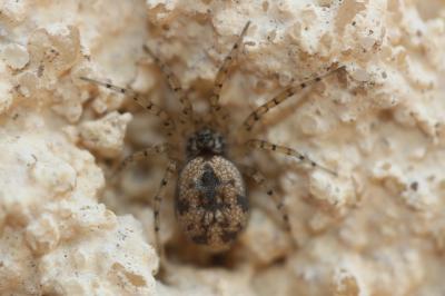  Oecobius Lucas, 1846