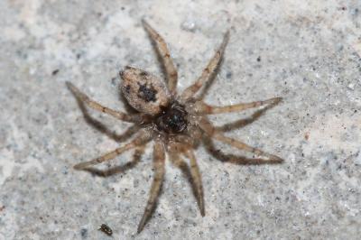  Oecobius Lucas, 1846