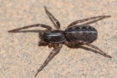  Segestria senoculata (Linnaeus, 1758)