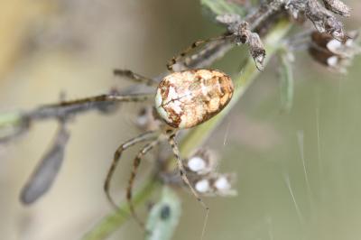  Metellina 
