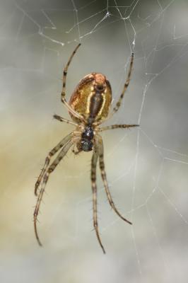  Metellina 