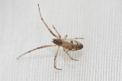 Tétragnathes Tetragnathidae 
