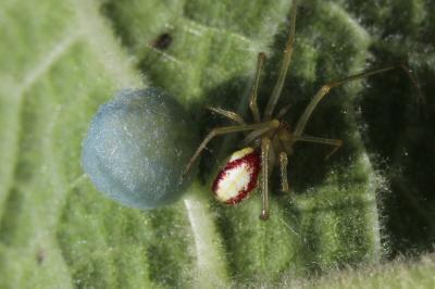  Enoplognatha Pavesi, 1880