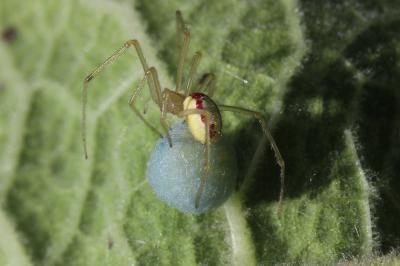  Enoplognatha Pavesi, 1880