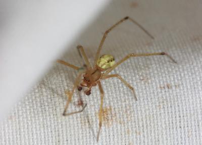  Enoplognatha Pavesi, 1880