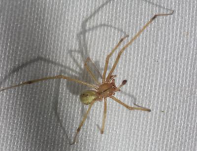  Enoplognatha Pavesi, 1880