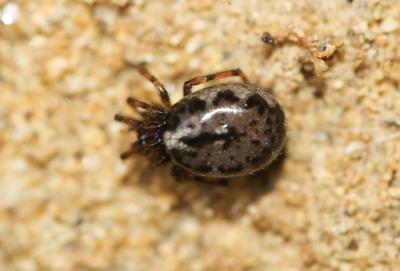  Enoplognatha Pavesi, 1880